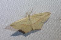 Timandra comae