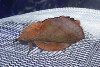 Gastropacha quercifolia