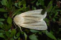 Acronicta albovenosa
