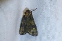 Craniophora ligustri