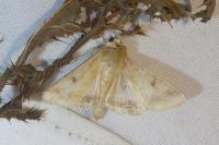 Helicoverpa armigera