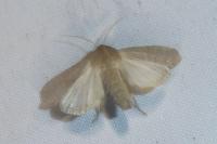 Hoplodrina ambigua
