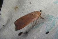 Noctua pronuba