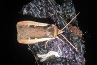 Ochropleura leucogaster