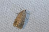 Spodoptera exigua