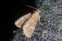 Mesapamea secalella/secalis