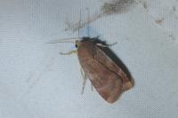 Noctua janthe/janthina
