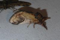 Notodonta ziczac