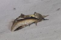 Pheosia gnoma