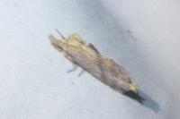 Pterostoma palpina