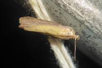 Oncocera semirubella