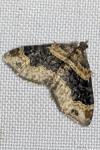 Xanthorhoe ferrugata