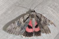 Catocala optata