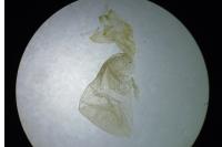 Acronicta psi