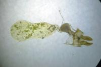 Mesapamea secalella
