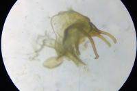 Cilix glaucata