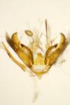 Depressaria daucella