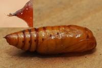 Agrotis ipsilon