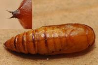 Agrotis ipsilon