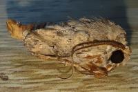 Agrotis ipsilon