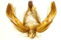 Agrotis ipsilon