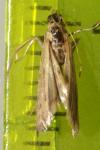 Phycitodes inquinatella