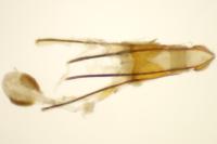 Phycitodes inquinatella