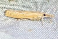 Agriphila inquinatella