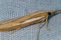 Agriphila tristella