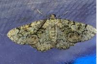 Cleorodes lichenaria