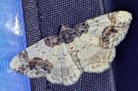 Ligdia adustata