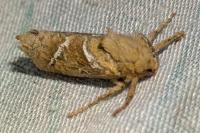 Triodia sylvina