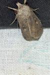 Xestia xanthographa