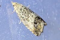 Cydia splendana