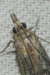 Epischnia asteris