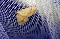 Camptogramma bilineata