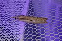 Agriphila geniculea