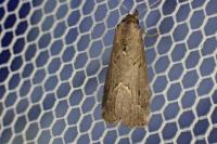 Schrankia costaestrigalis