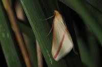Rhodometra sacraria