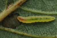 Bucculatrix frangutella