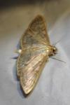 Patania ruralis