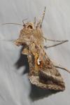 Autographa gamma