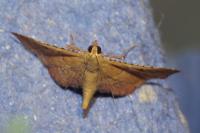 Endotricha flammealis