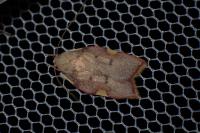 Carcina quercana