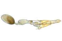 Phycitodes albatella