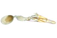 Phycitodes albatella