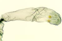 Tinea pellionella