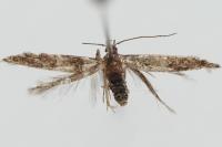 Sorhagenia janiszewskae