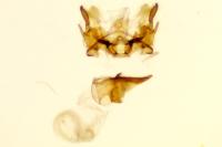 Sorhagenia janiszewskae