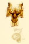 Sorhagenia janiszewskae